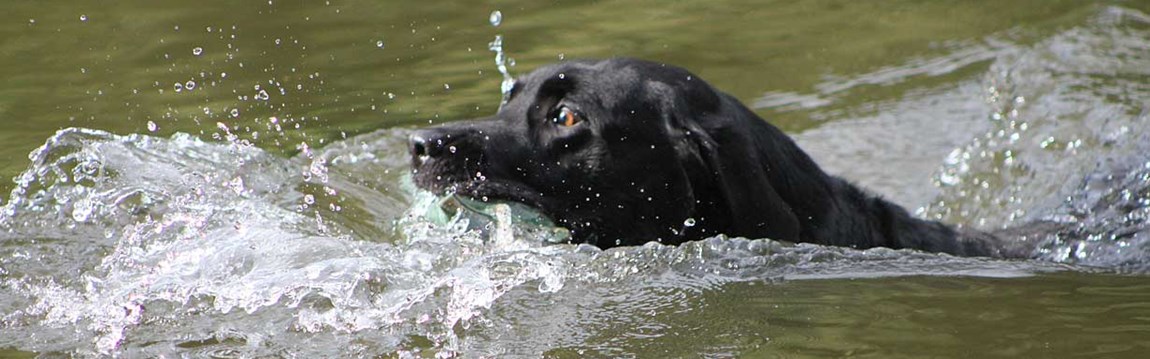 Swimming Dog